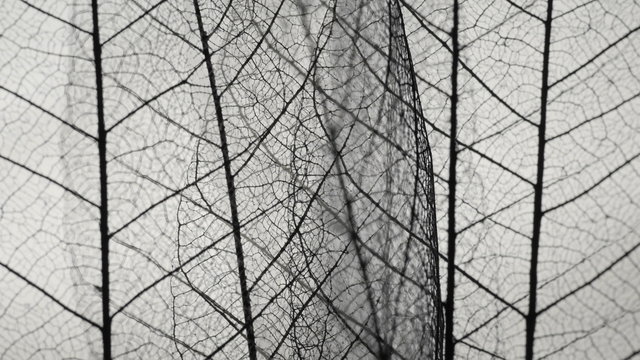 Background from skeleton tree leaf close up.