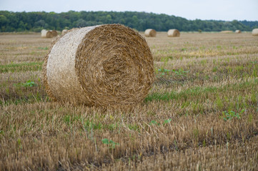 Staw bales on fields at harvesting time