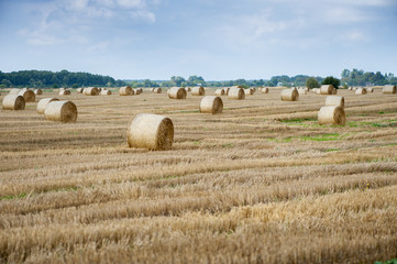 Staw bales on fields at harvesting time