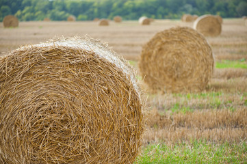 Staw bales on fields at harvesting time © neupokoev