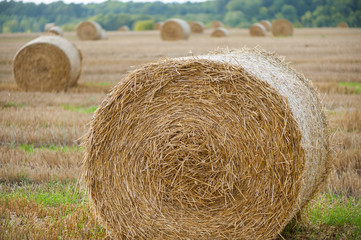 Staw bales on fields at harvesting time