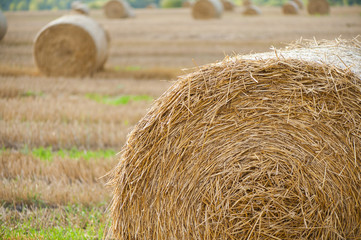 Staw bales on fields at harvesting time