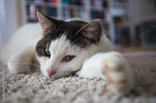"Katze im Wohnzimmer" Stockfotos und lizenzfreie Bilder auf Fotolia.com