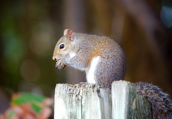 Grauhörnchen in Südflorida
