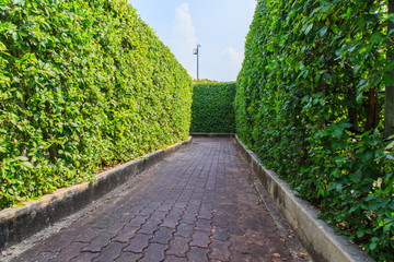trees wall in Suanluang RAMA IX park