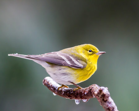 Pine Warbler