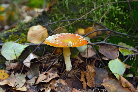 Amanita mushroom in forest