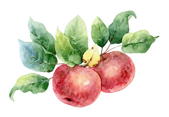 Two red watercolor apples - 102077701