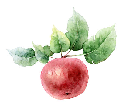 Single red watercolor apple