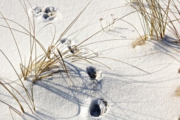 Snowy Footprints 2