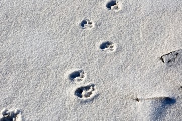 Fototapeta na wymiar Snowy Footprints