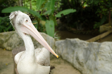 Spot-billed pelican, pelecanus philippensis, bird