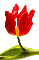 Red tulip with a leaf isolated on white background