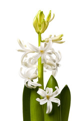 Hyacinth - white flowers isolated on white background