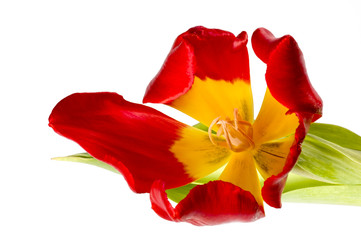 Red tulip with a leaf isolated on white background