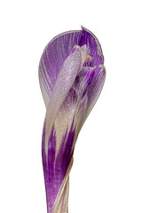 Blooming crocus isolated on white background