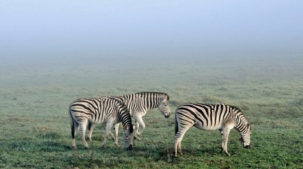 Fototapeta na wymiar Zebras in the mist...