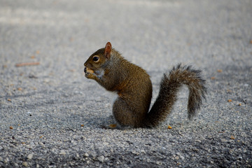Grauhörnchen in Südflorida
