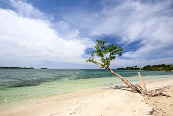 Tropical beach with a barren green tree and blue sky.