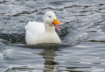 White mallard