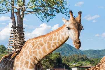 One Giraffe in the zoo, selective focus at face