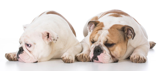 Fototapeta premium two english bulldogs