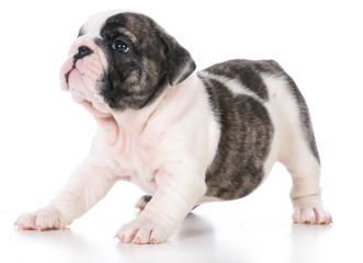 Obraz premium seven week old puppy