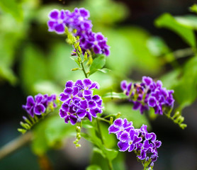 Purple tropical flowers with green leaves.