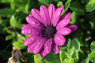 Obraz premium purple flower