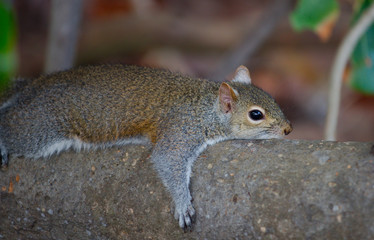 Grauhörnchen in Südflorida