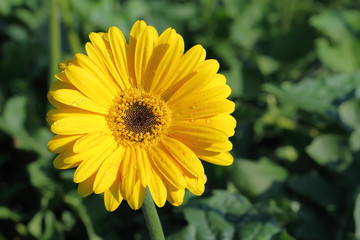 yellow flower