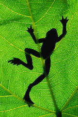 Silhouette of frog on a green leaf