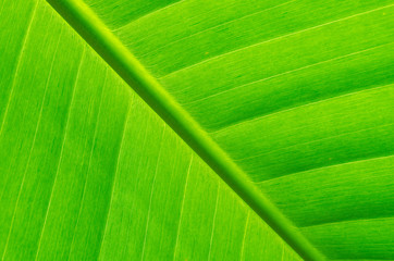 closeup of banana leaf texture, green and fresh