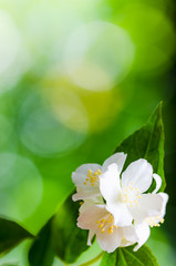 Beautiful flowers of a jasmin, close up.