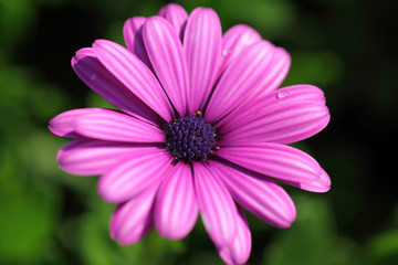 Obraz premium purple flower