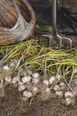 Freshly harvested garlic on the ground