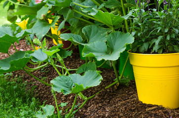 A variety of plants and vegetables grown in the garden, close up