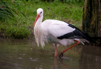 White stork in the water