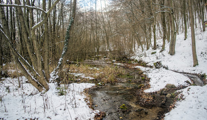 White winter forest