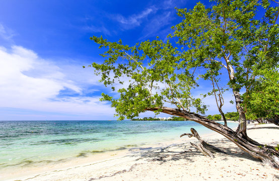 Tropical sand beach with a green tree, Carribean.