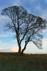 Fototapeta na wymiar Lone oak in a field