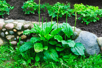 Psyllium amid bushes of strawberries (lat. Plantágo májor) © urza