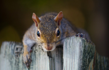 Grauhörnchen in Südflorida