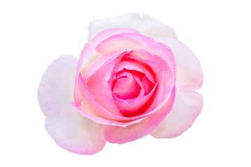 Isolate of Pink and white rose in garden