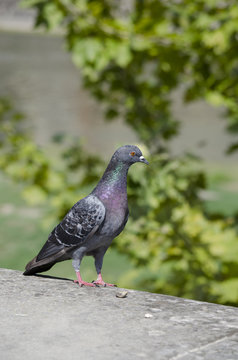 Rock dove on a ledge
