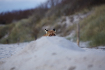 Rotfuchs, Vulpes vulpes, am Dar&szlig;er Weststrand, Nationalpark Vorpommersche Boddenlandschaft, Mecklenburg Vorpommern, Deutschland