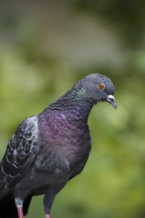 Rock dove on a green background