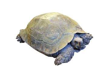 Obraz premium eye of turtle (selected focus) with its whole body on soil groun