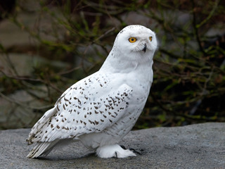 Snowy owl (bubo scandiacus)