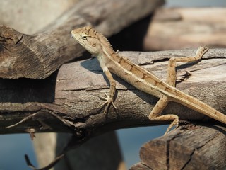Lizard On Log